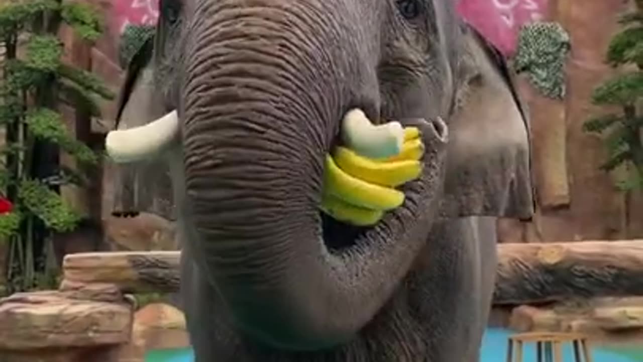 Elephant eating banana