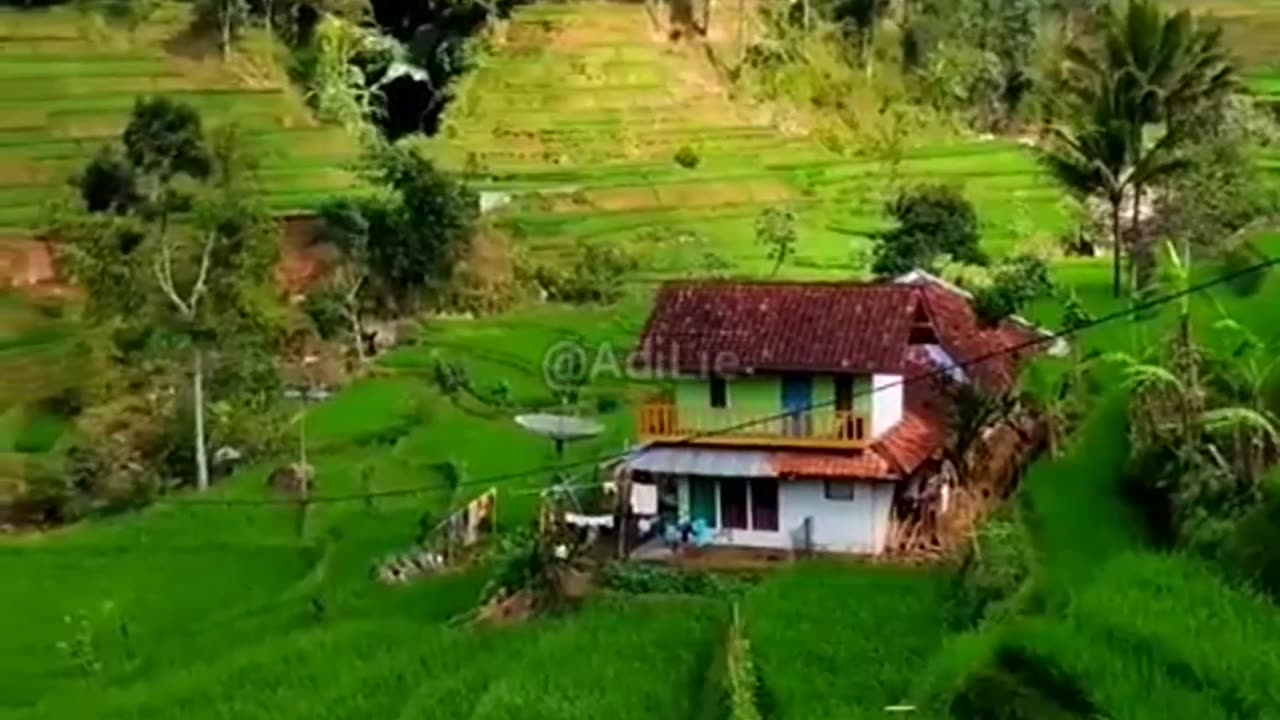 rice fields on the edge of the village