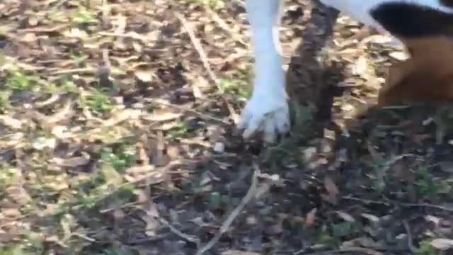 Brown beagle playing with tennis ball