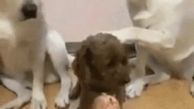 Who ate the sausage