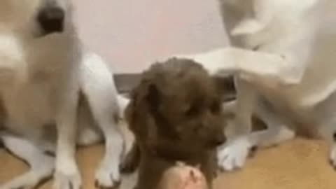 Who ate the sausage
