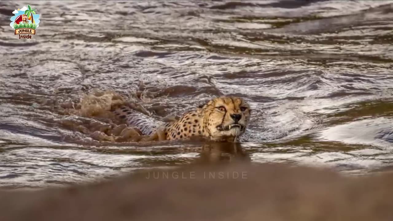 Cheetah Vs Dogo Argentino