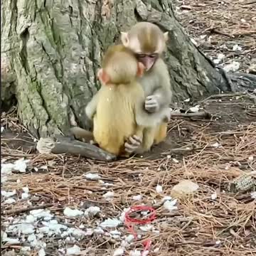 Baby monkey playing with bro