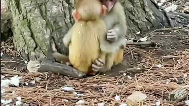 Baby monkey playing with bro