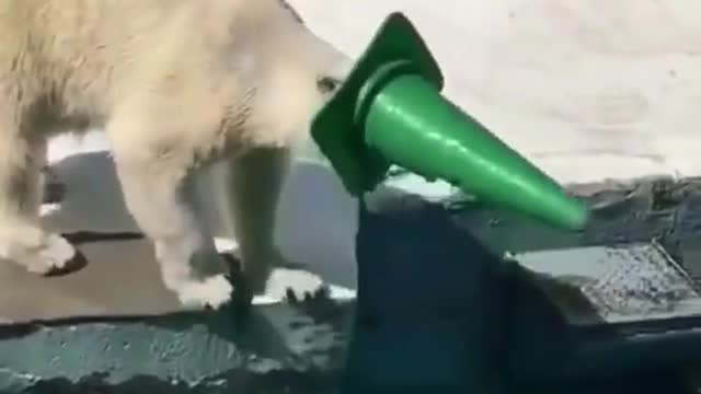 snow bear