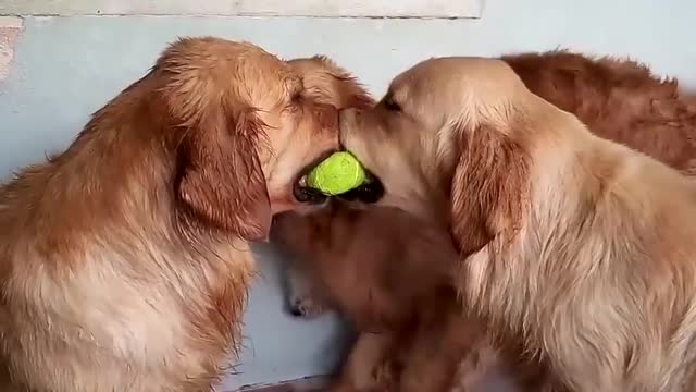 The Funniest dog video