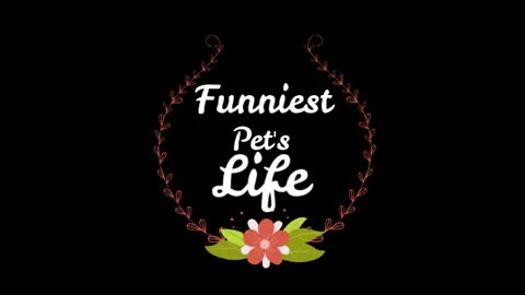 Funny animal videos😂 watch till the end