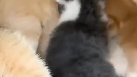 Kittyes eting mom cat milk.