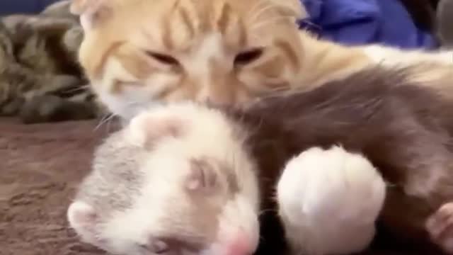 Cute baby animals Videos Compilation cute moment of the animals - Cutest Animals