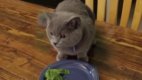 Cat doesn't finish Vegetables