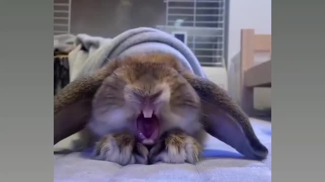 Most funny virela rabbit 🐰 reaction 🤣😂😂