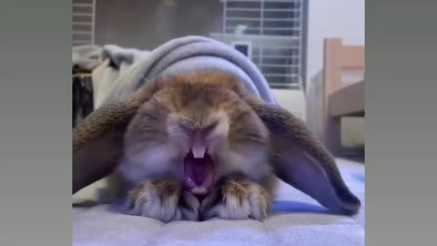 Most funny virela rabbit 🐰 reaction 🤣😂😂