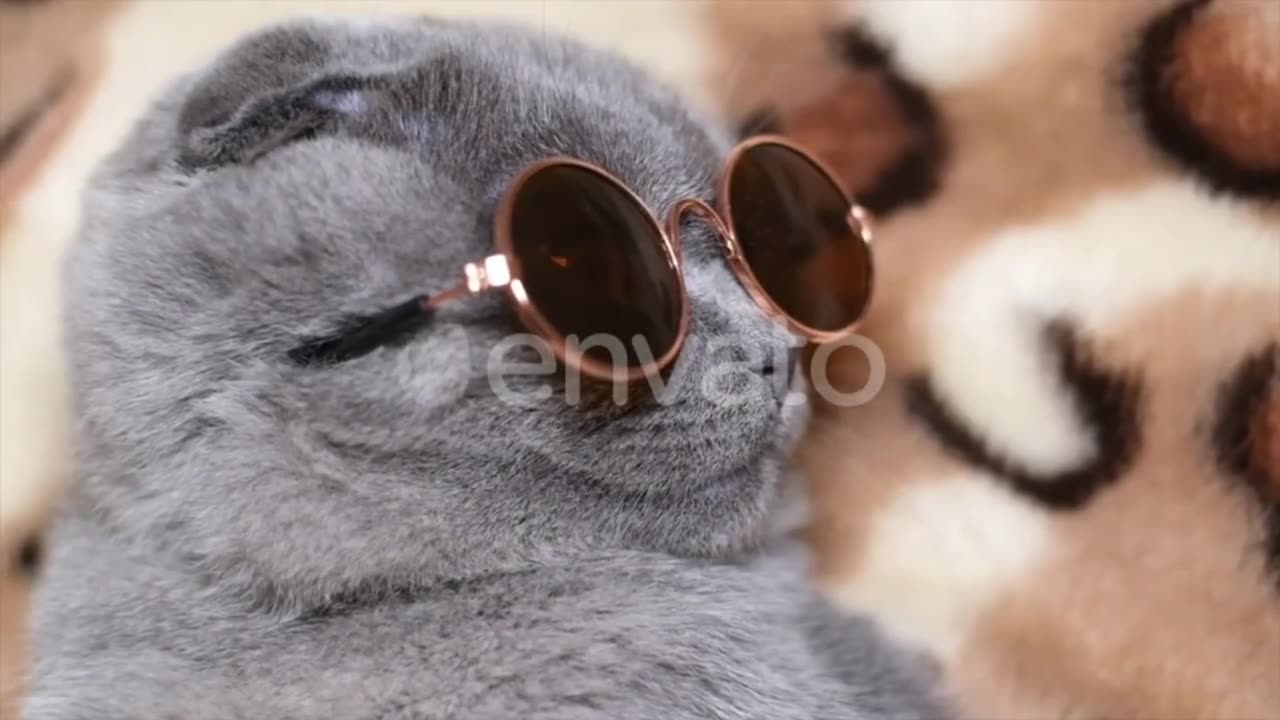 Funny videos