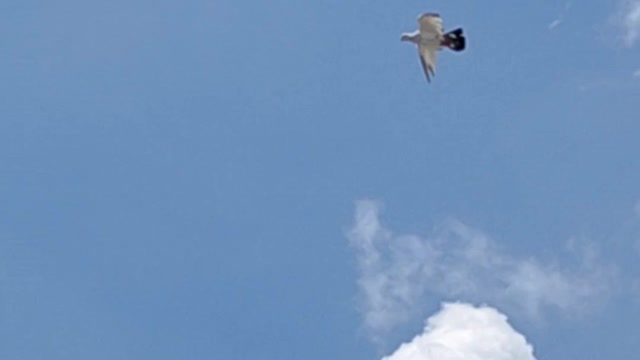 Pigeons flying in the open sky-2