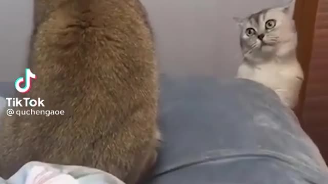 Cats | Funny cats | Funny cats videos.