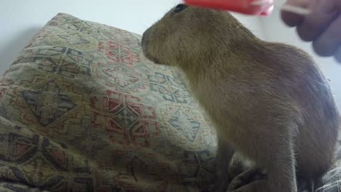 Capybara eating an Ice Pop