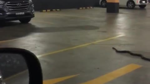 Snake Slithers in a Parking Garage