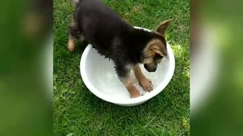 German Shepherd puppy adorably plays in water bowl