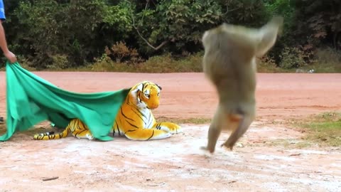 Tiger Antics: Funniest Big Cat Moments & Playful Roars!