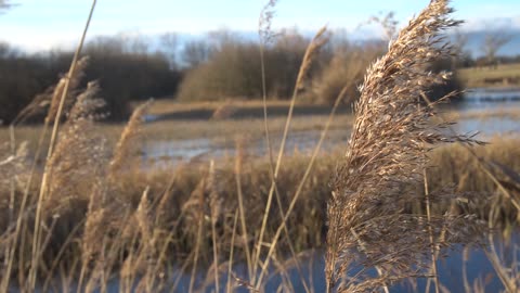 Rural nature (FULL HD)