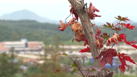 Leaves turned into leaves in the fall.