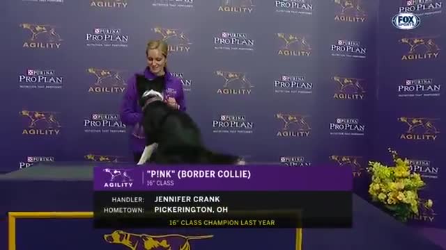 Pink the border collie wins back-to-back titles at the 2021 WKC Masters Agility | FOX SPORTS