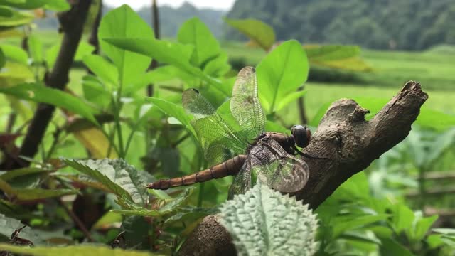 Insects among beautiful nature