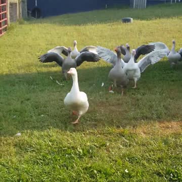 Gansos felices corren a abrazar a su dueña a su regreso