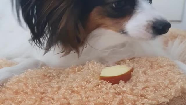 Papillon eating apple ASMR 2