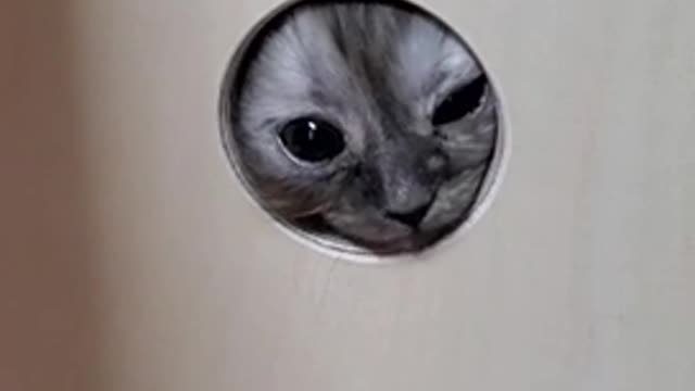 Videos where you can see cute things until the end