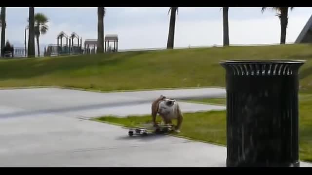 Skateboarding Bulldog