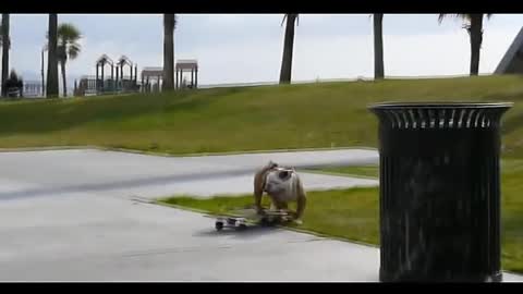 Skateboarding Bulldog