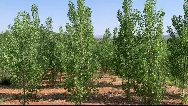 Those dense poplar leaves are like a stream of water, blown by the wind