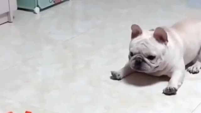 Pup plays with toy car till it stands up