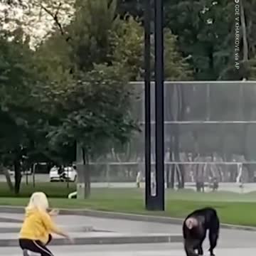 Chimp runs over Lady (Subscribe for more)