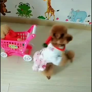 كلب صغير يرقصSmall dog dancing