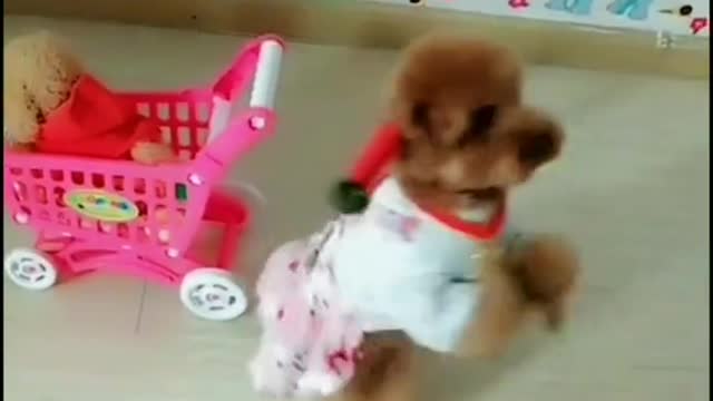 كلب صغير يرقصSmall dog dancing