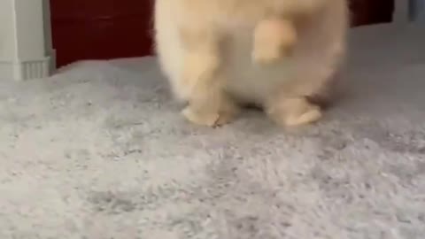 Cute little rabbit