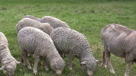 Sheep Eating Grass