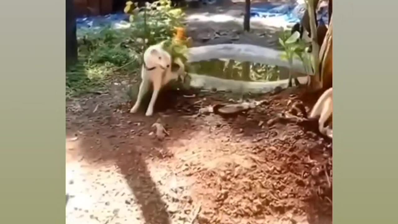 Funny π€£π€£ πΊππ and π video