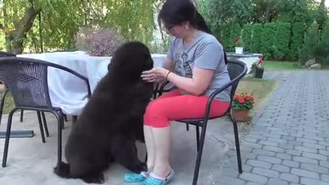 Newfoundland puppy thinks he is still tiny