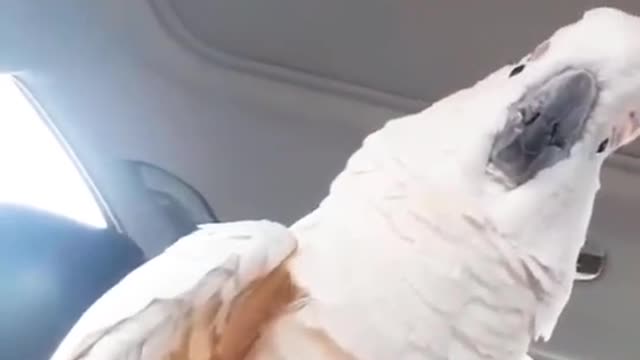 Parrot ws cop