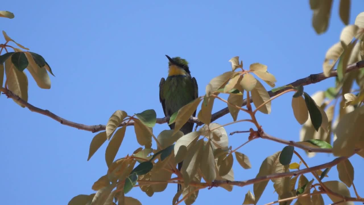 Bee-eater on a tree branch around Grootfontein in Namibia