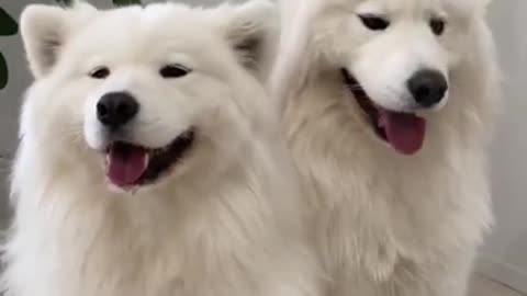 Funny Dogs