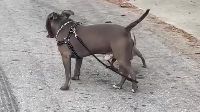 Puppy Holding Uncle's Leash