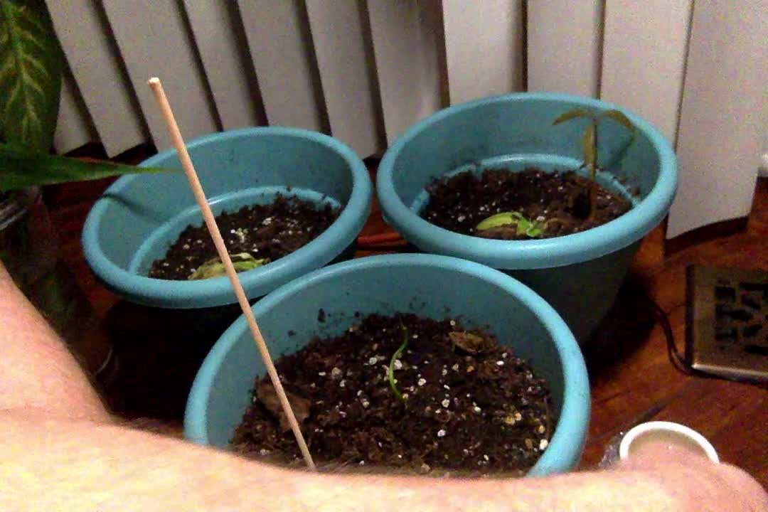 90 Day Video Challenge IV - Day 12