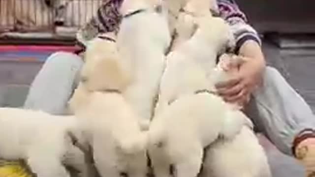 Cute puppy and funny dog and cat video compilation #97#96#short#dog