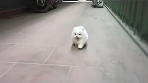 A small white cotton