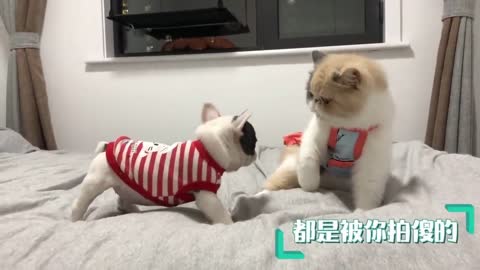 You haven't watched cute cat fight