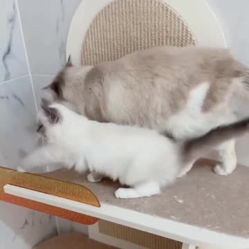 Beautiful Cat video and Cute Cat Video